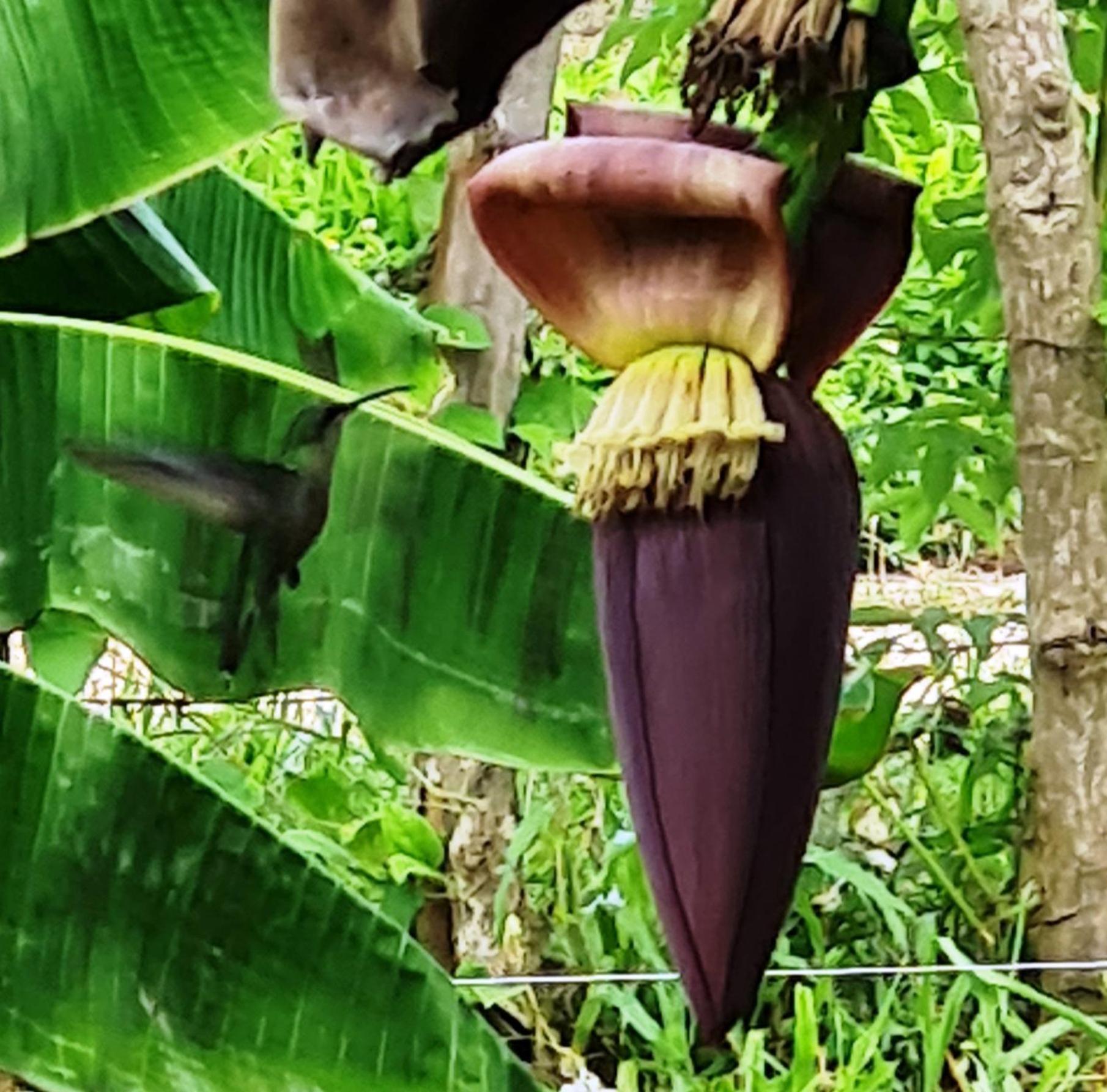 Bungalows Colibri Las Galeras Zewnętrze zdjęcie